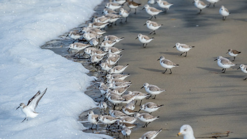 SAND-PIPERS-NORTH-COUNTY-SAN-DIEGO-CA