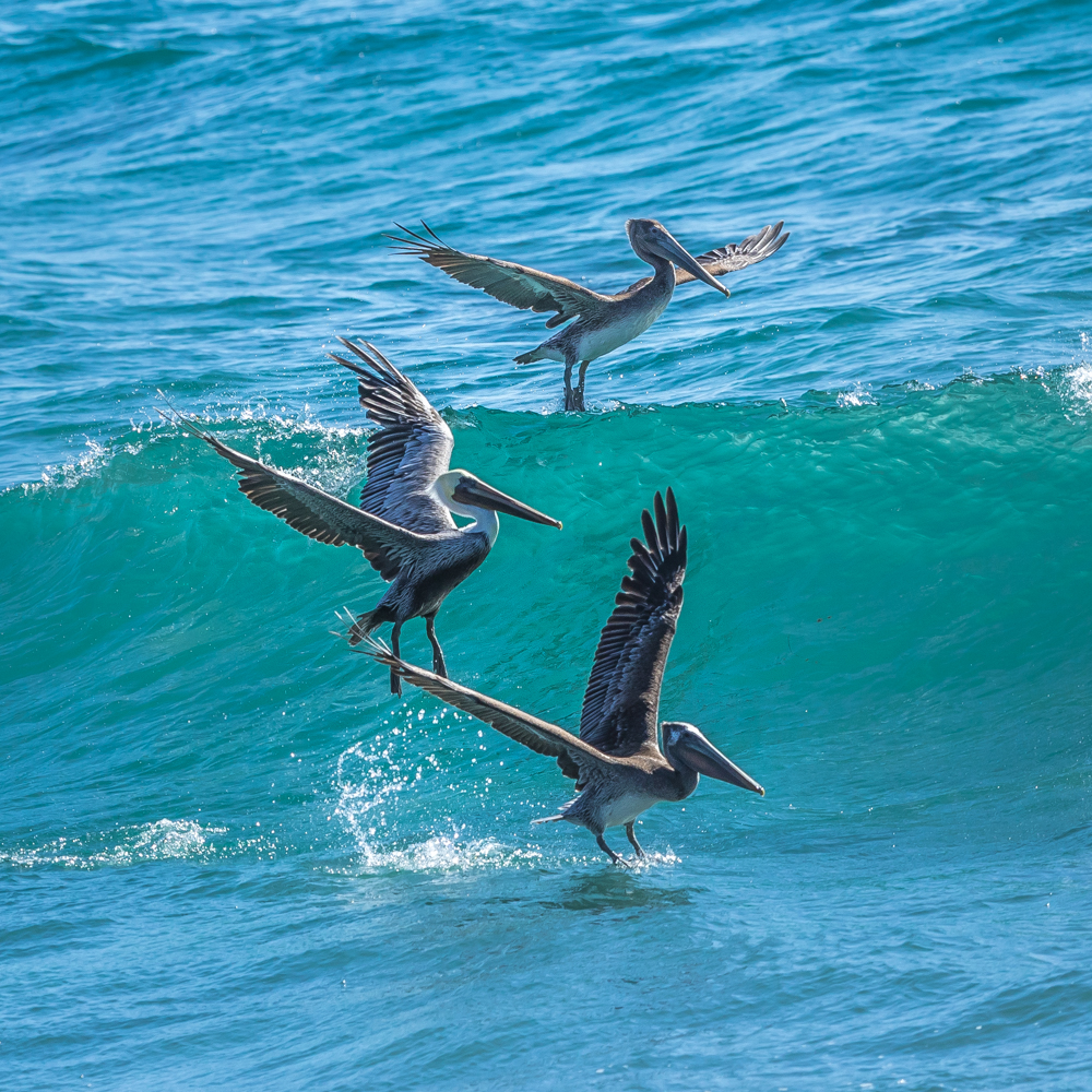 Pelicans-Carllsbad-San-Diego-CA