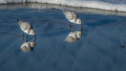 Sandpipers-North-County-San-Diego-CA