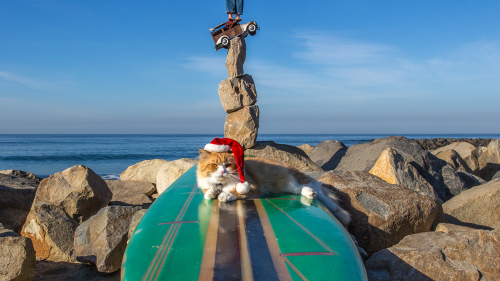 CHRISTMAS-CARLSBAD-CAT-IN-THE-HAT-SAN-DIEGO-CA