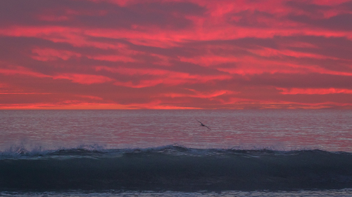 PELICAN-SUNSET-NORTH-COUNTY-SAN-DIEGO-CA
