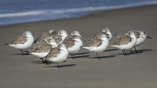 SANDPIPERS-NORTH-COUNTY-SAN-DIEGO-CA