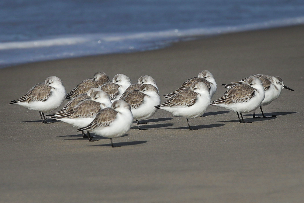 SANDPIPERS-NORTH-COUNTY-SAN-DIEGO-CA